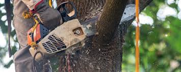 Best Fruit Tree Pruning  in Marist College, NY